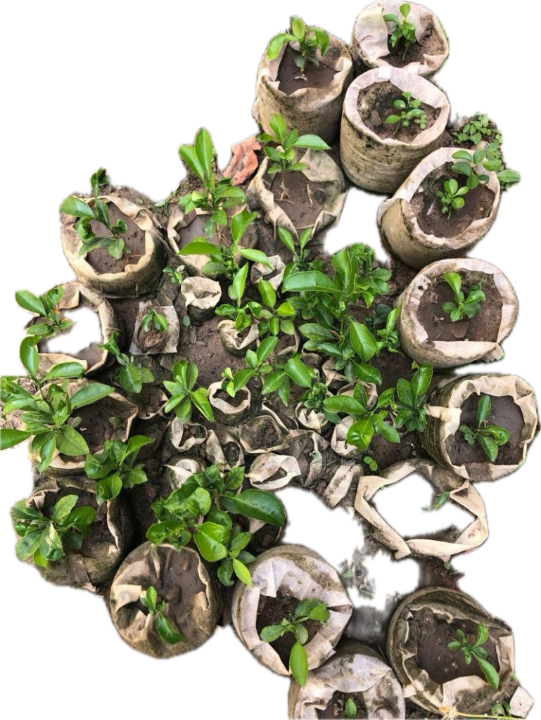 This image has an empty alt attribute; its file name is image-1.png
